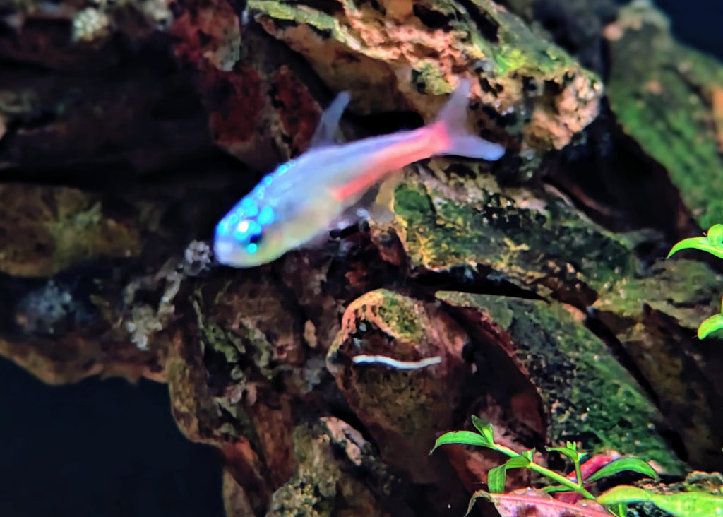 Diamond Head Neon Tetra
