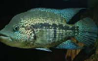 Dovi Cichlid