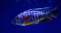 Red Shoulder Peacock