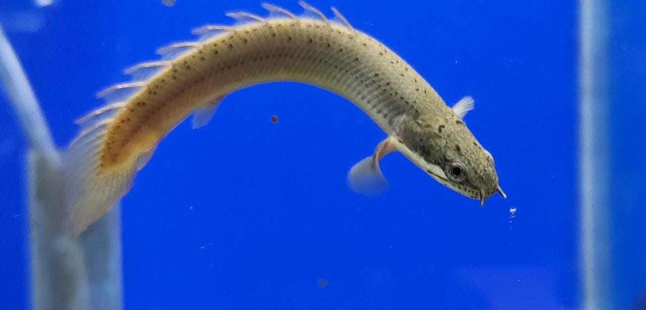 Green Bichir