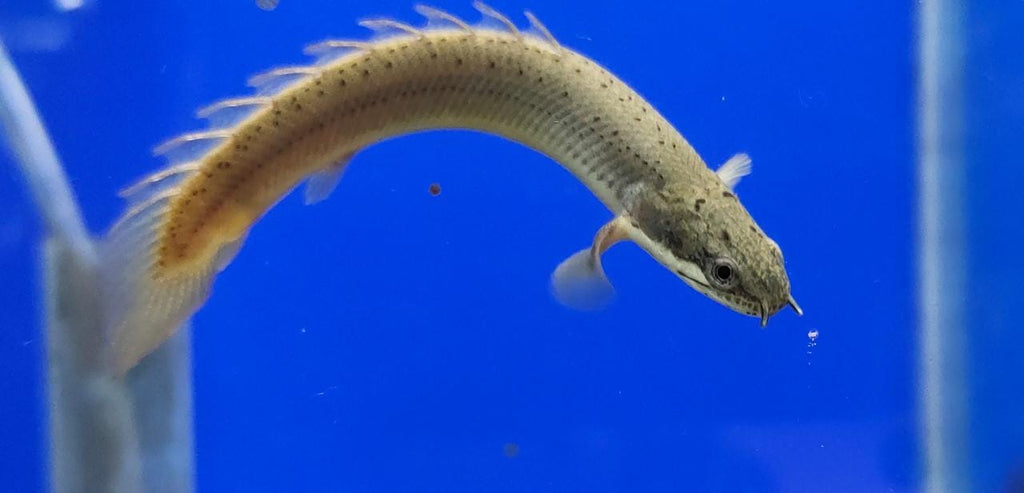 Green Bichir