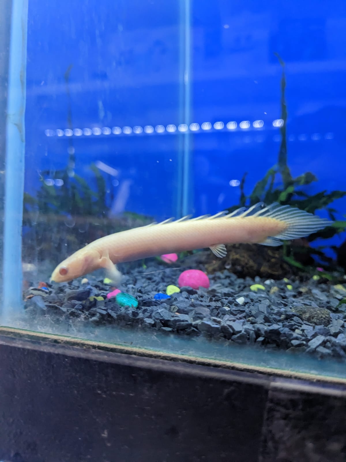 Albino Bichir