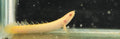 Albino Bichir