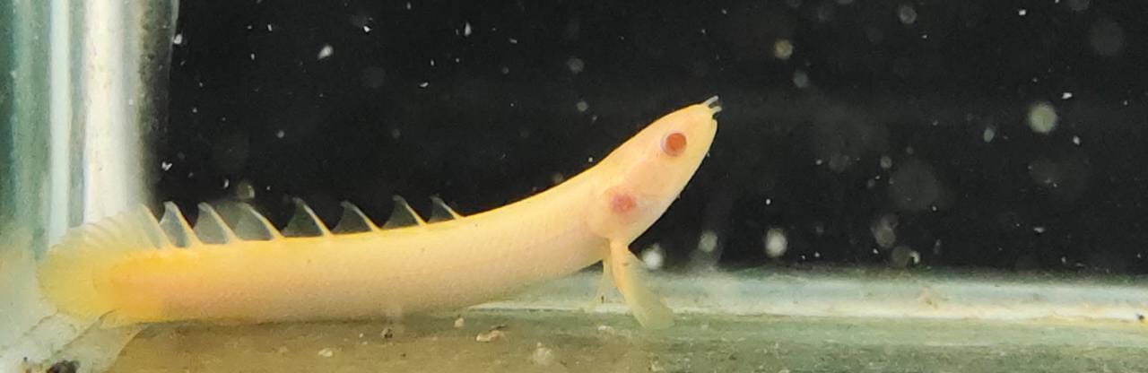 Albino Bichir