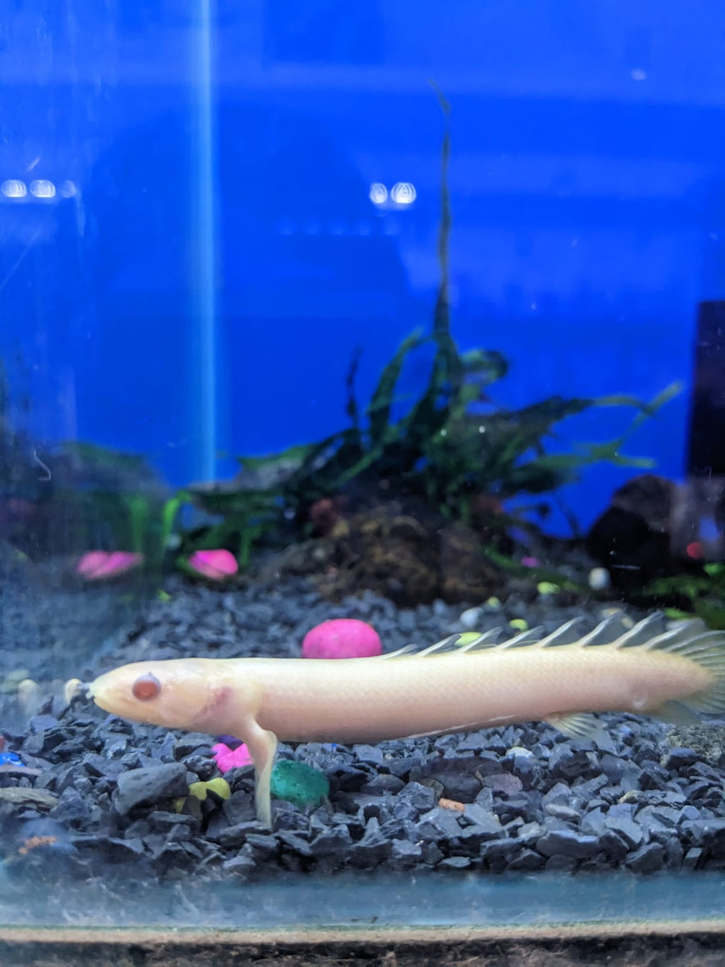 Albino Bichir