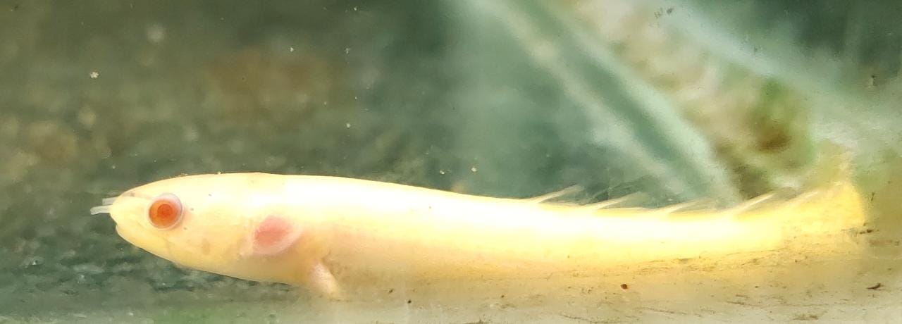 Albino Bichir