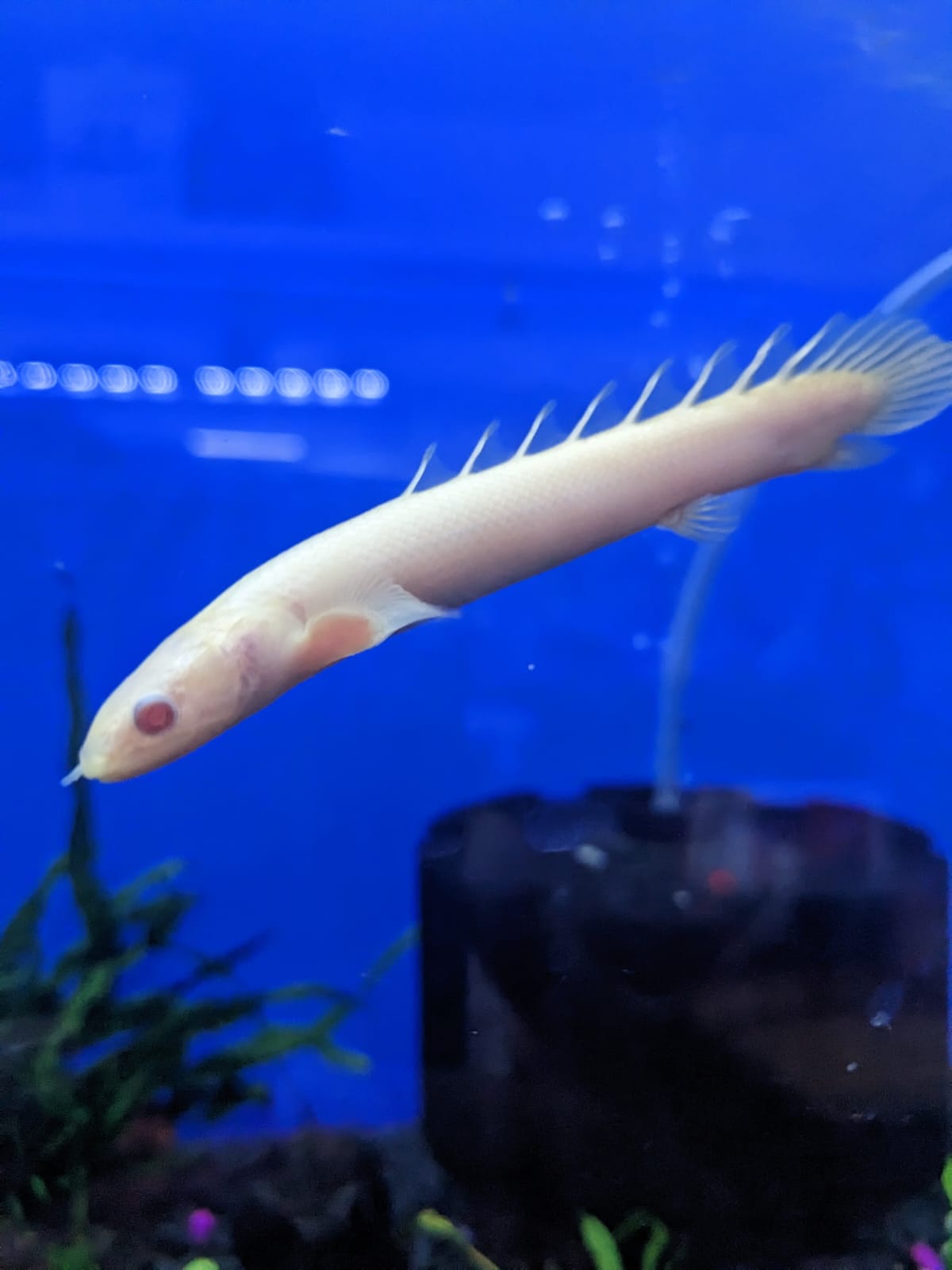 Albino Bichir