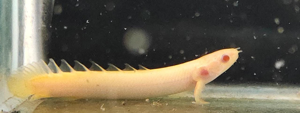 Albino Bichir