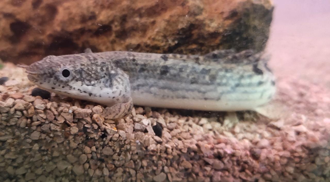 Leopard Bichir