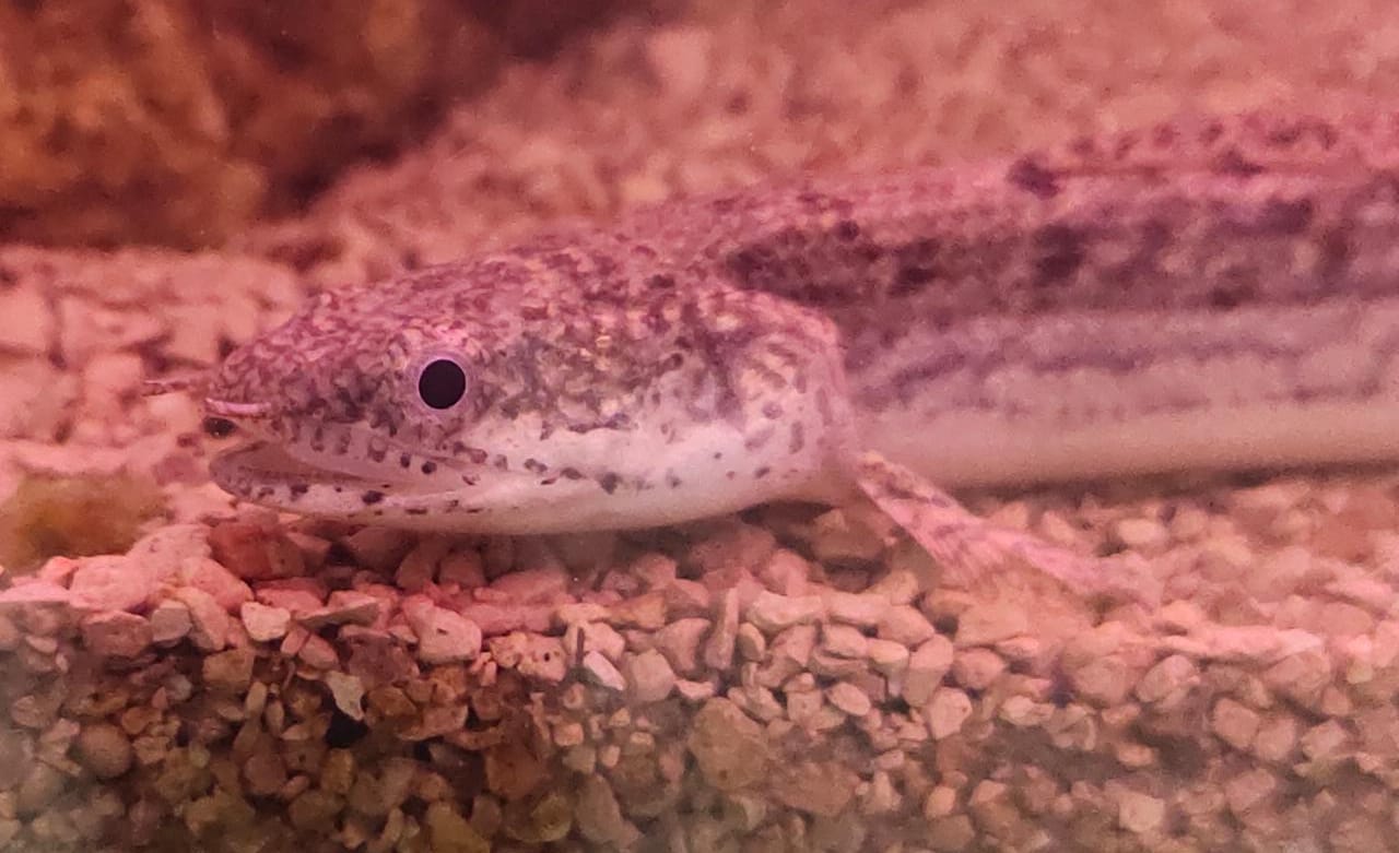 Leopard Bichir1