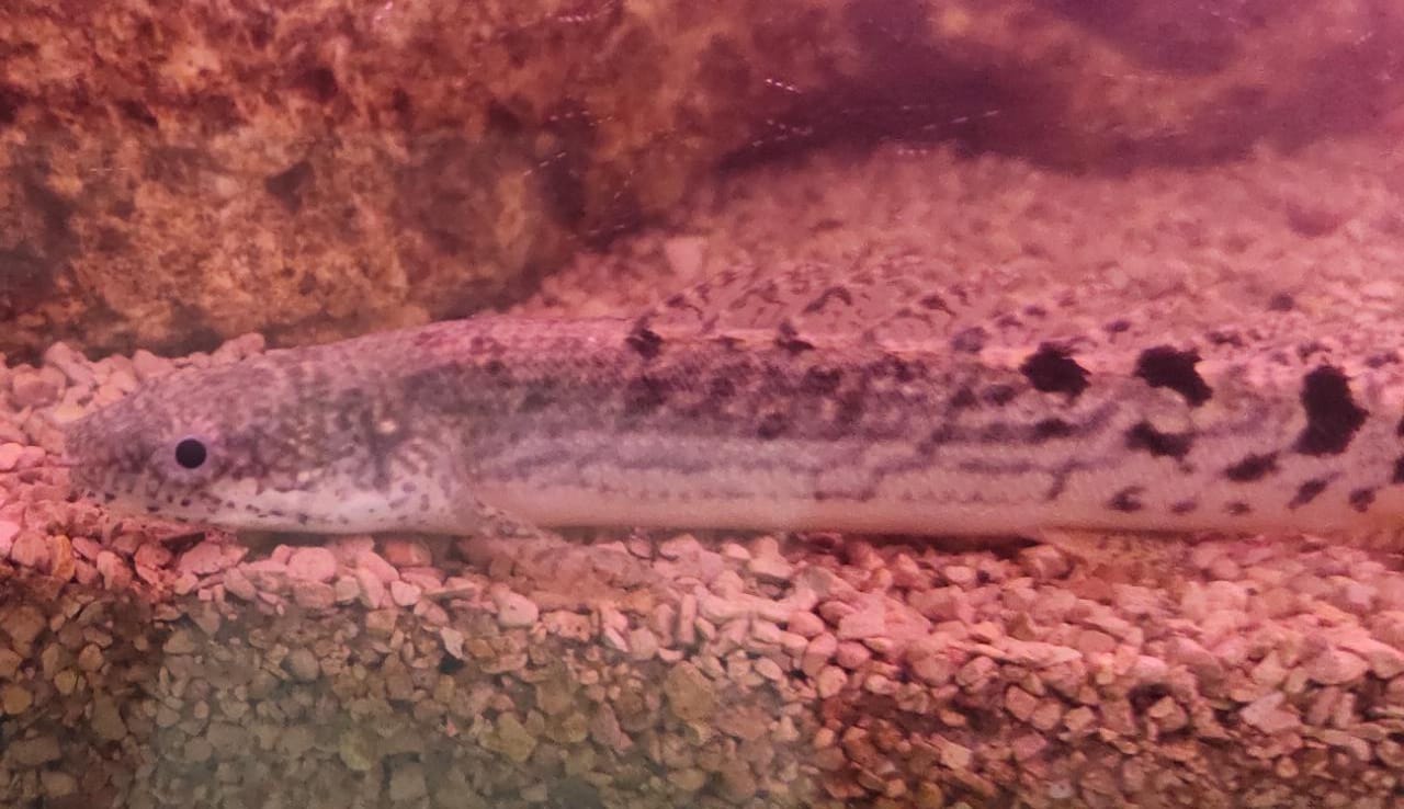 Leopard Bichir2