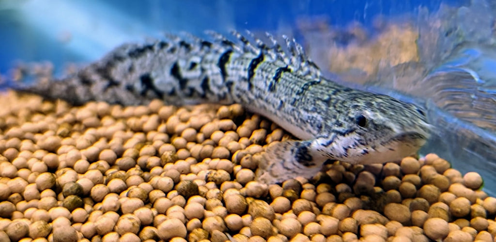 Delhezi bichir