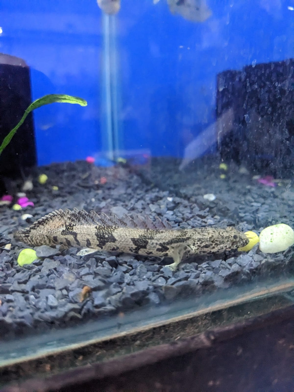 Delhezi Bichir