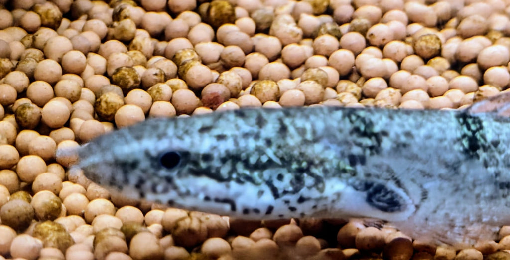 Delhezi bichir