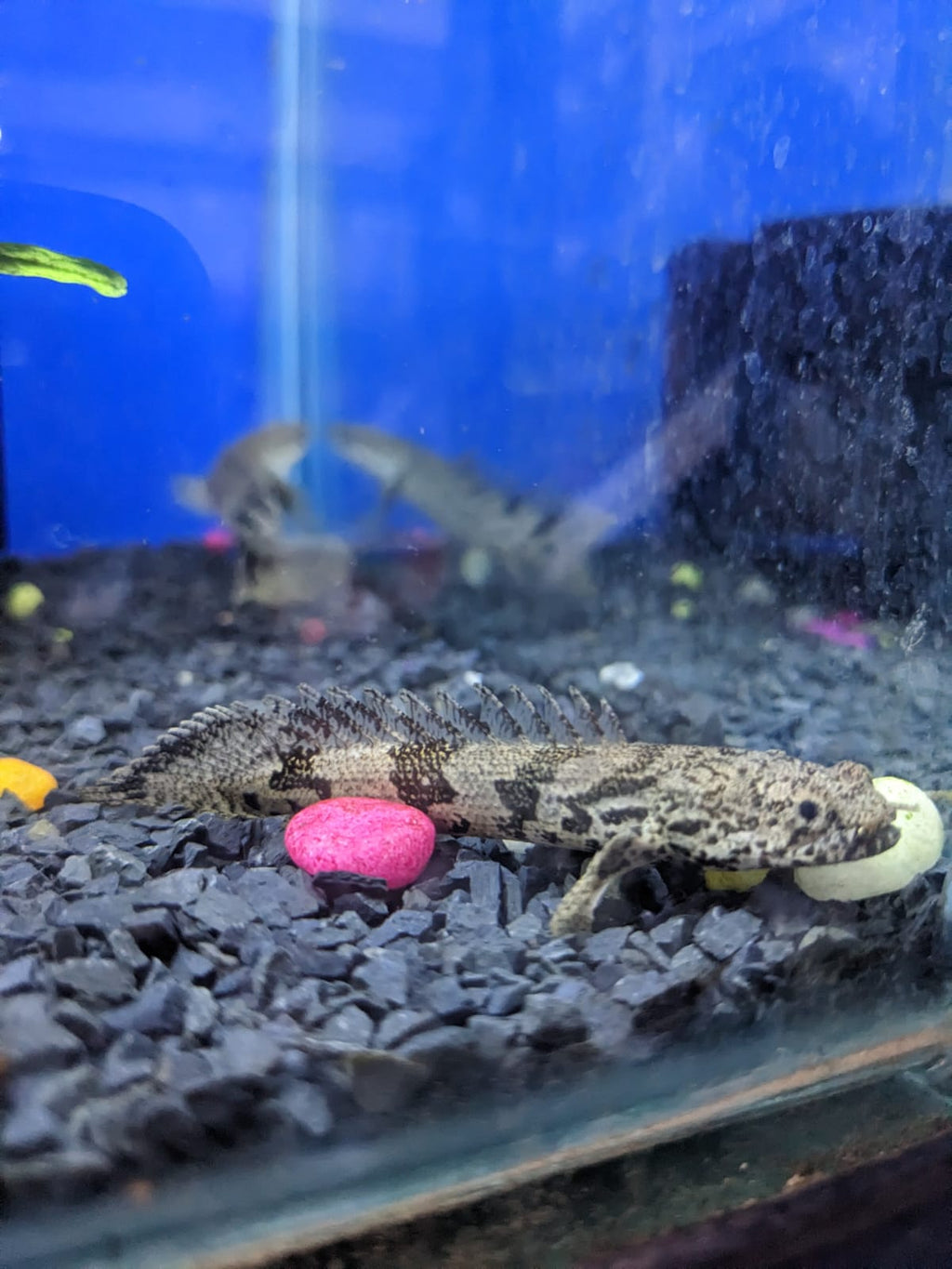 Delhezi Bichir