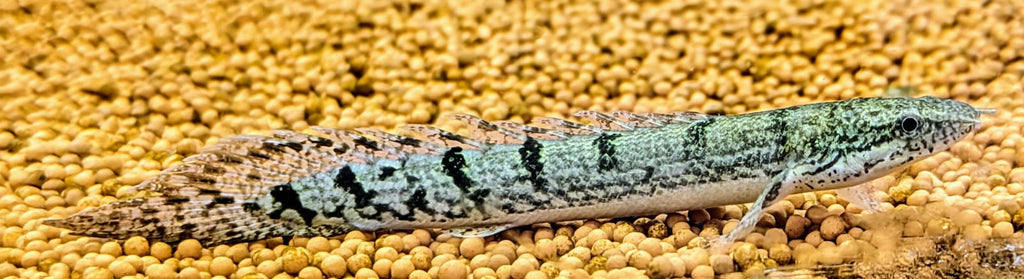 Delhezi bichir