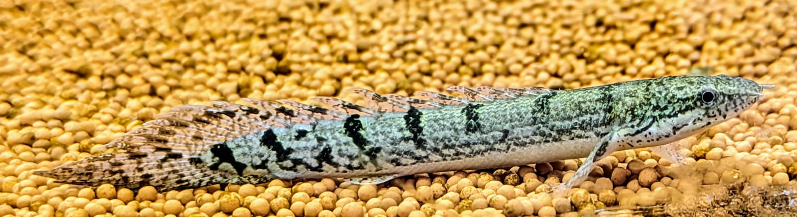 Delhezi bichir