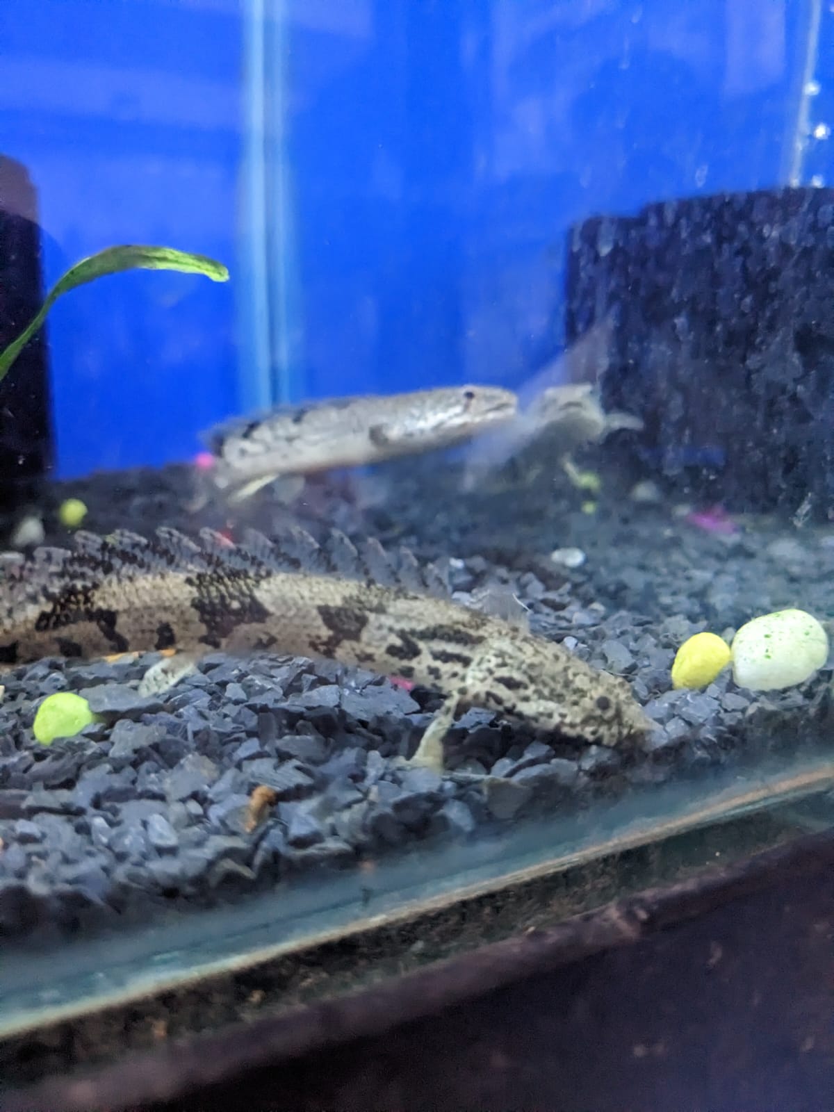 Delhezi Bichir