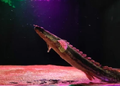 Lapradei Bichir