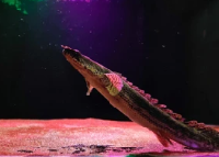 Lapradei Bichir