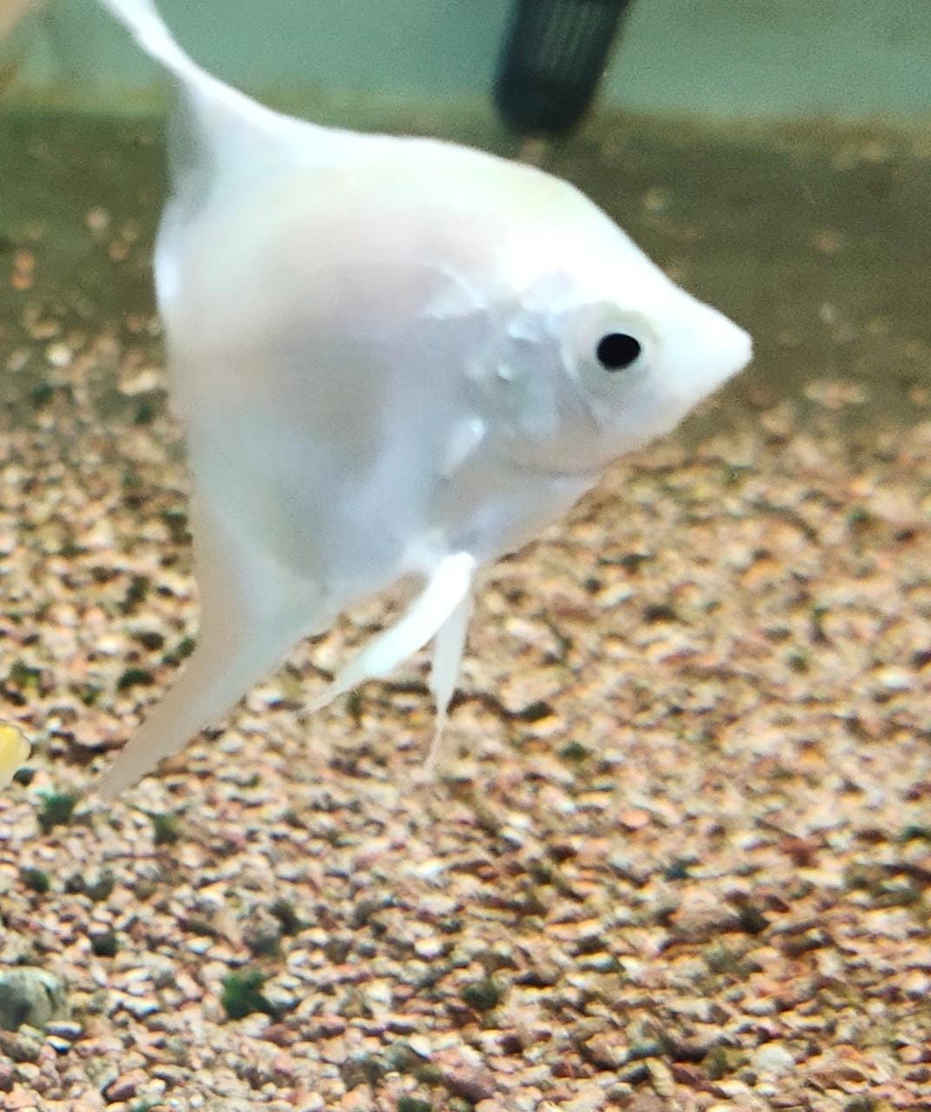 Albino Angel Red Eye Angel