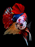 Nemo Candy Plakat Betta (Pair)1