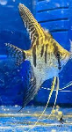 harlequin angel fish