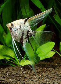 scar diamond angel fish