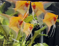 Sunset Angel fish