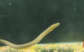 Reed Snake Fish