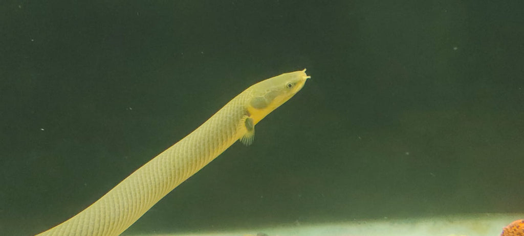 Reed Snake Fish