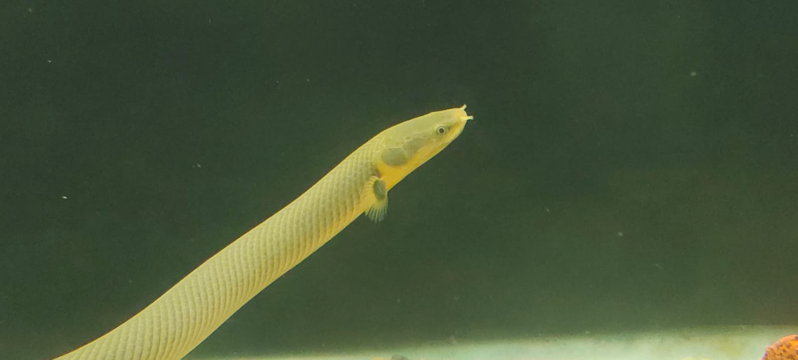 Reed Snake Fish