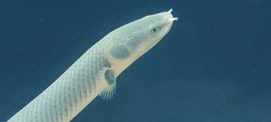 Reed Snake Fish