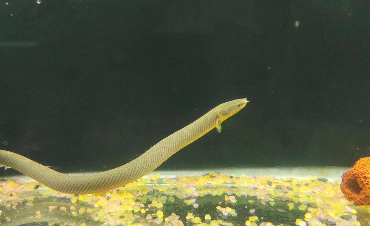 fish accessories safe for snake 5'x2'x2' | Premium HDPE-PVC Reptile Enclosure free shedding and egg laying Snake Housing: How To Set