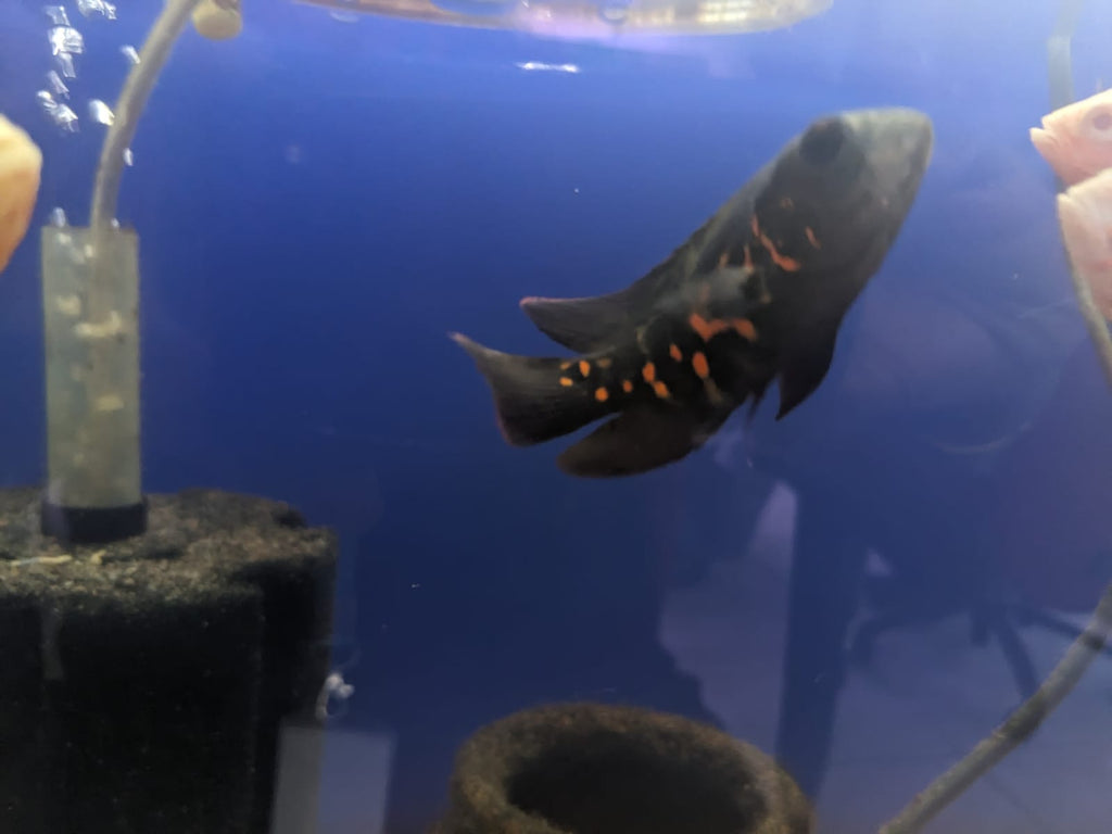 Black tiger oscar
