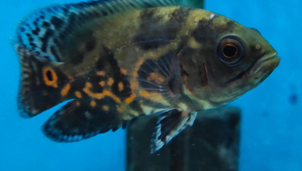 Black Tiger Oscar
