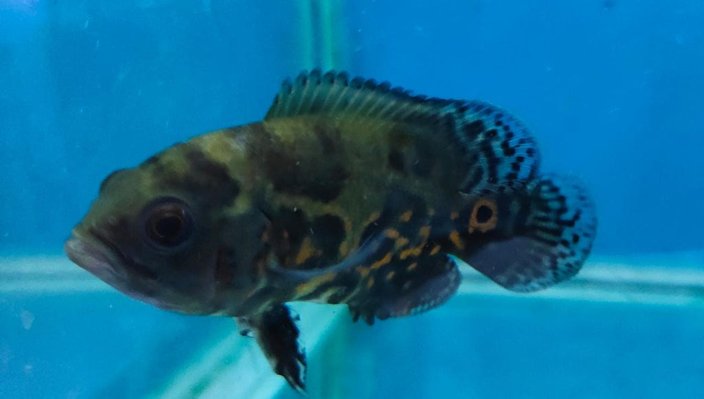 Black Tiger Oscar