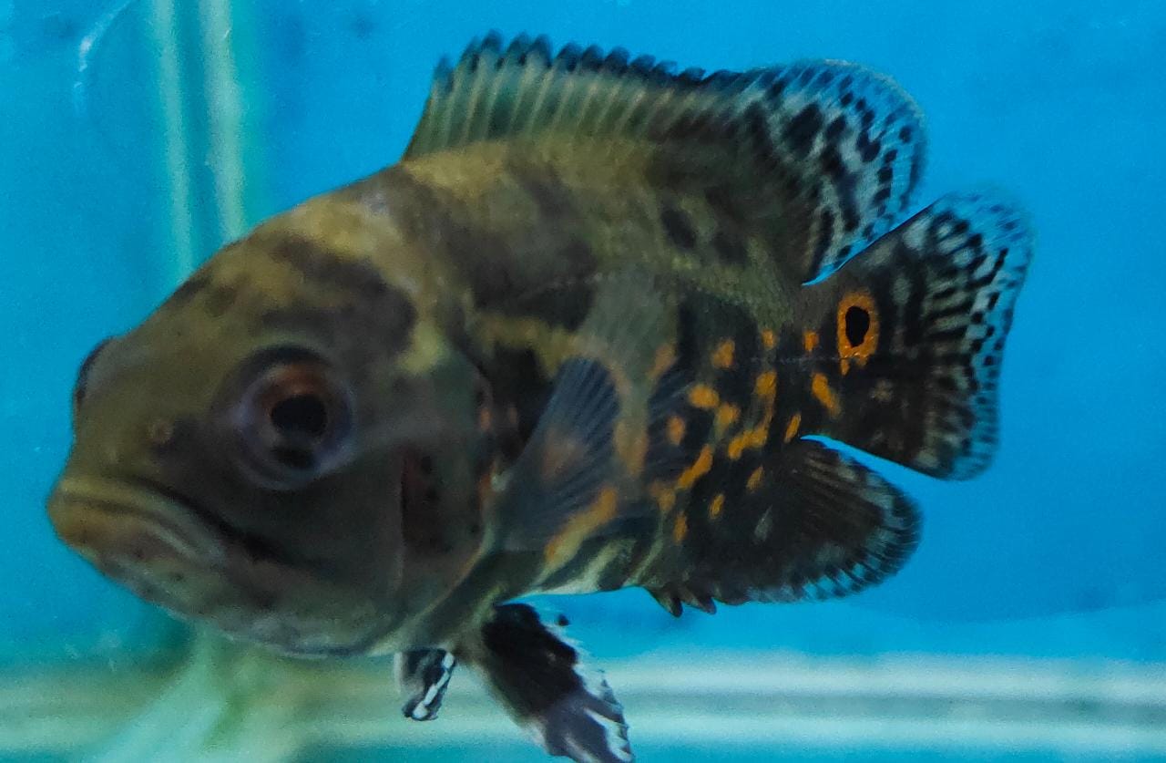 Black Tiger Oscar