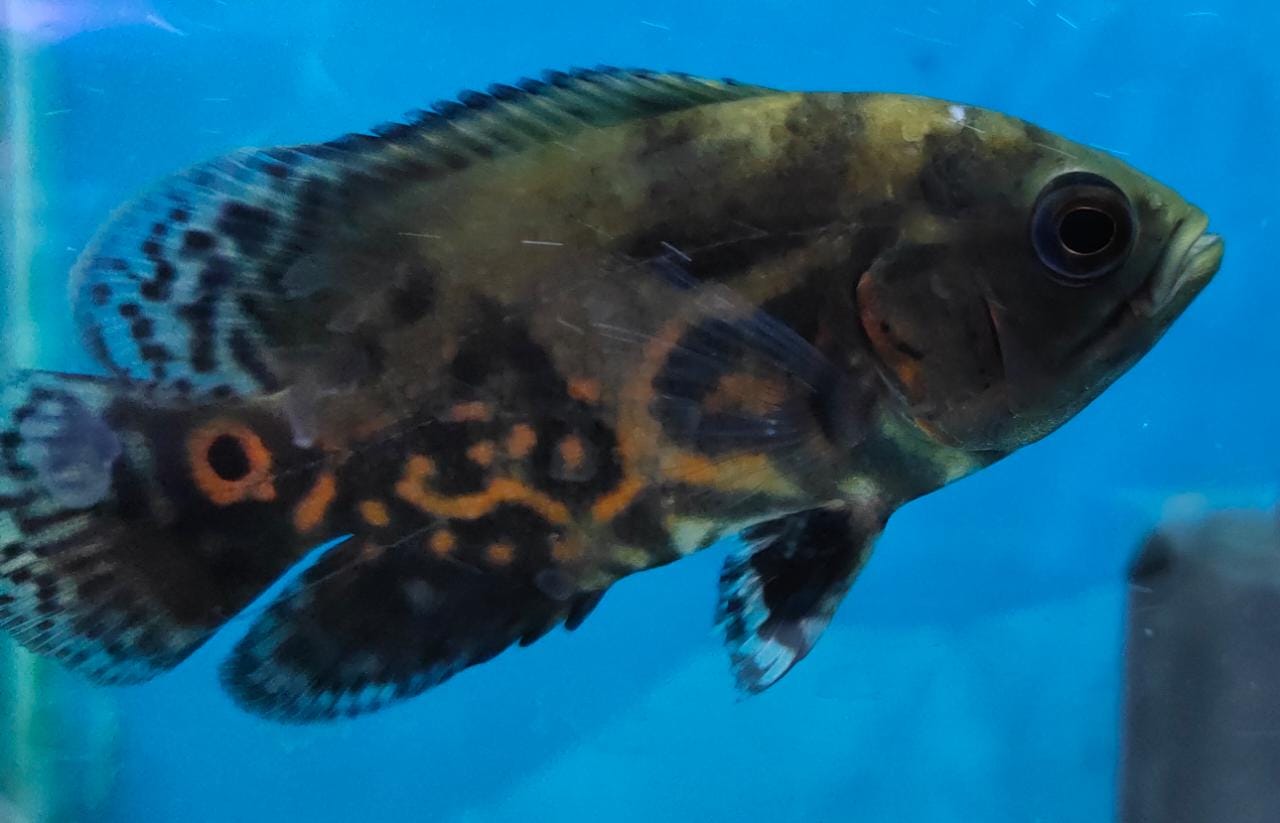Black Tiger Oscar