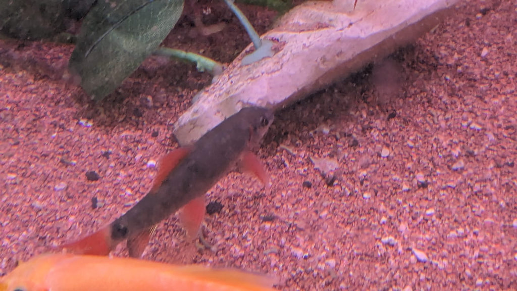 Rainbow shark