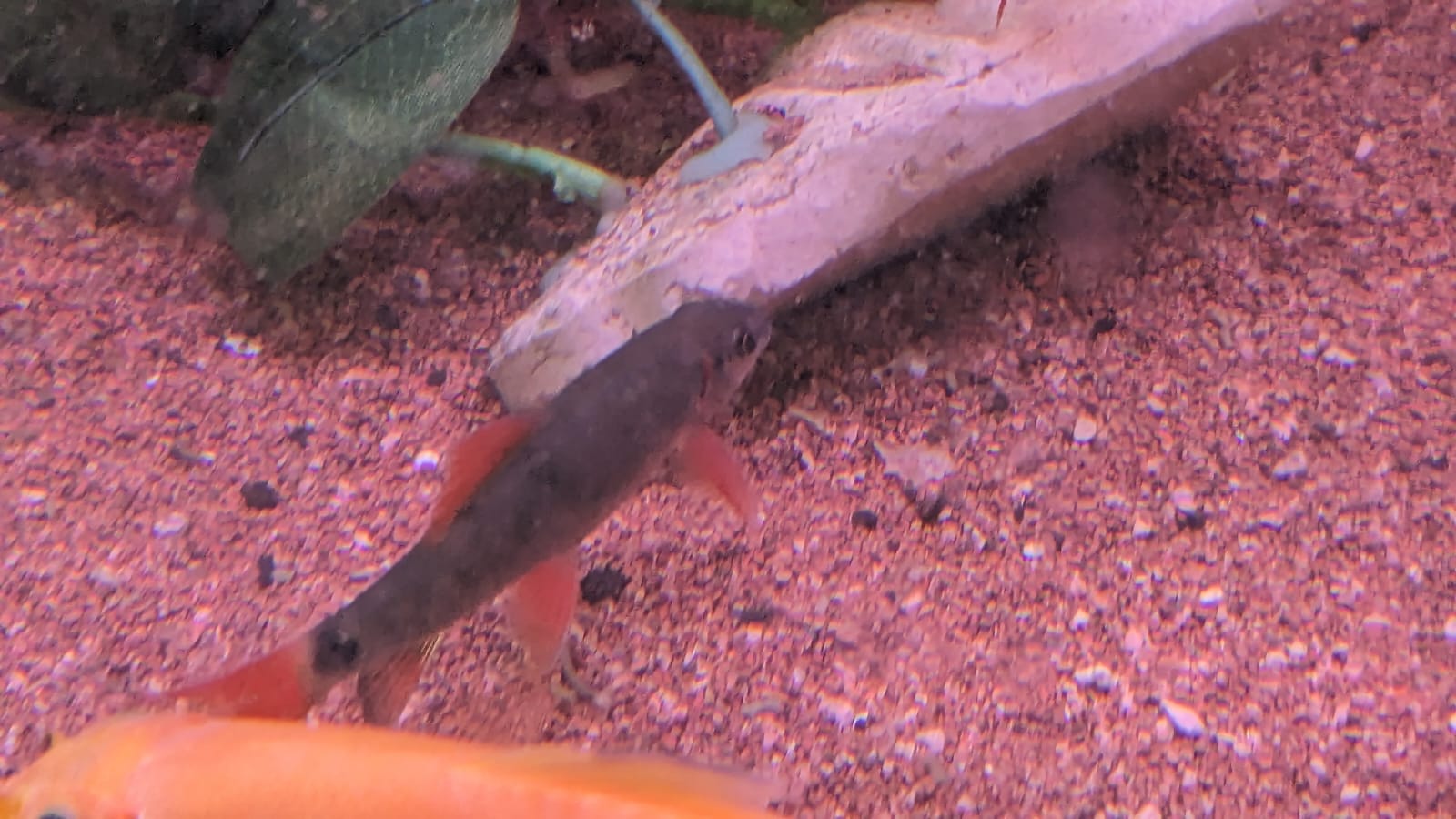 Rainbow shark