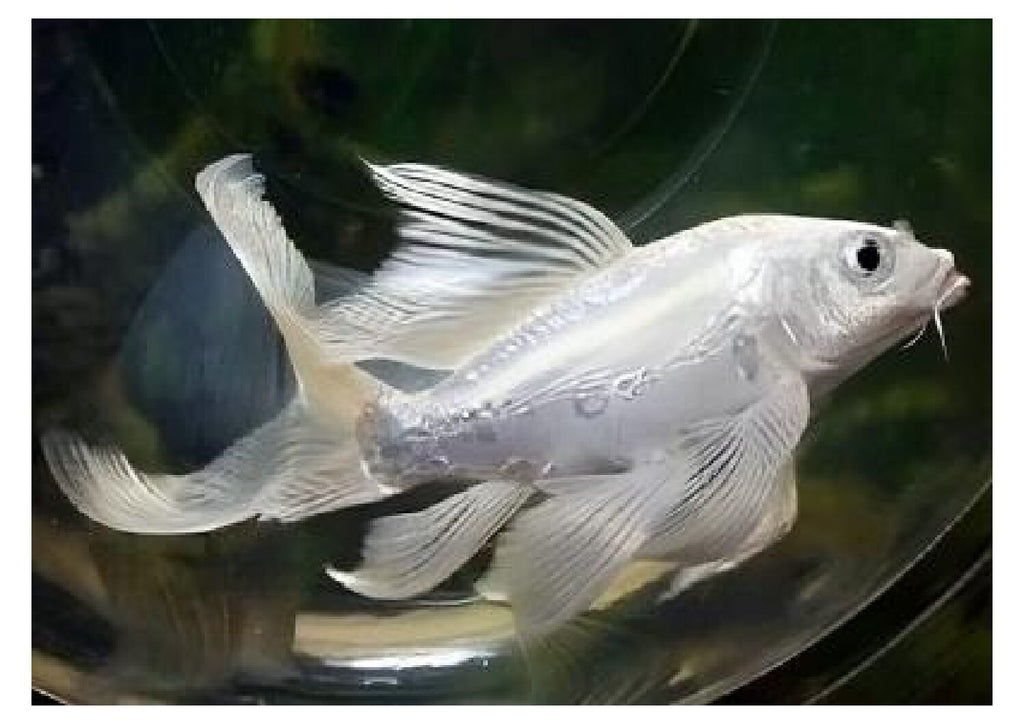 Milky-white-Koi-transformed