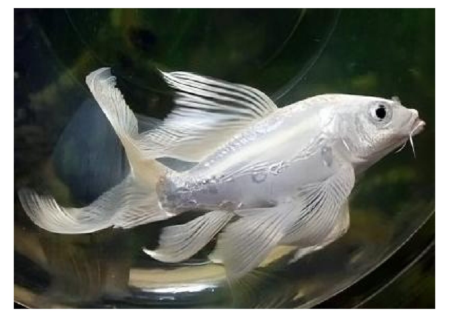 Milky-white-Koi-transformed