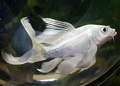 Milky-white-Koi-transformed