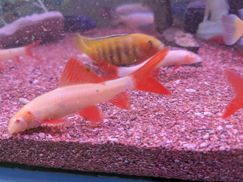 Albinoshark
