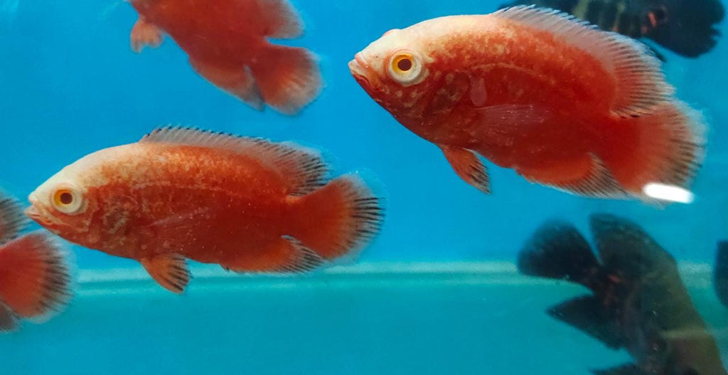 Fire Red Oscar