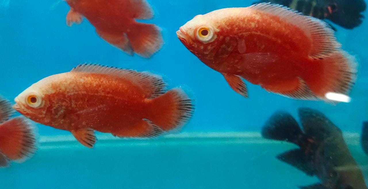 Fire Red Oscar
