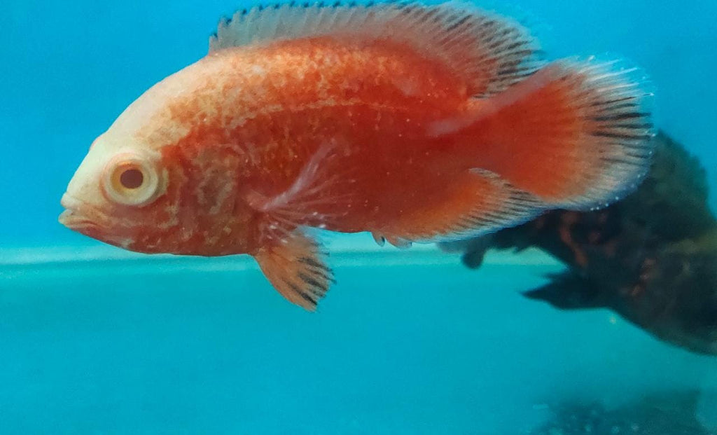 Fire Red Oscar