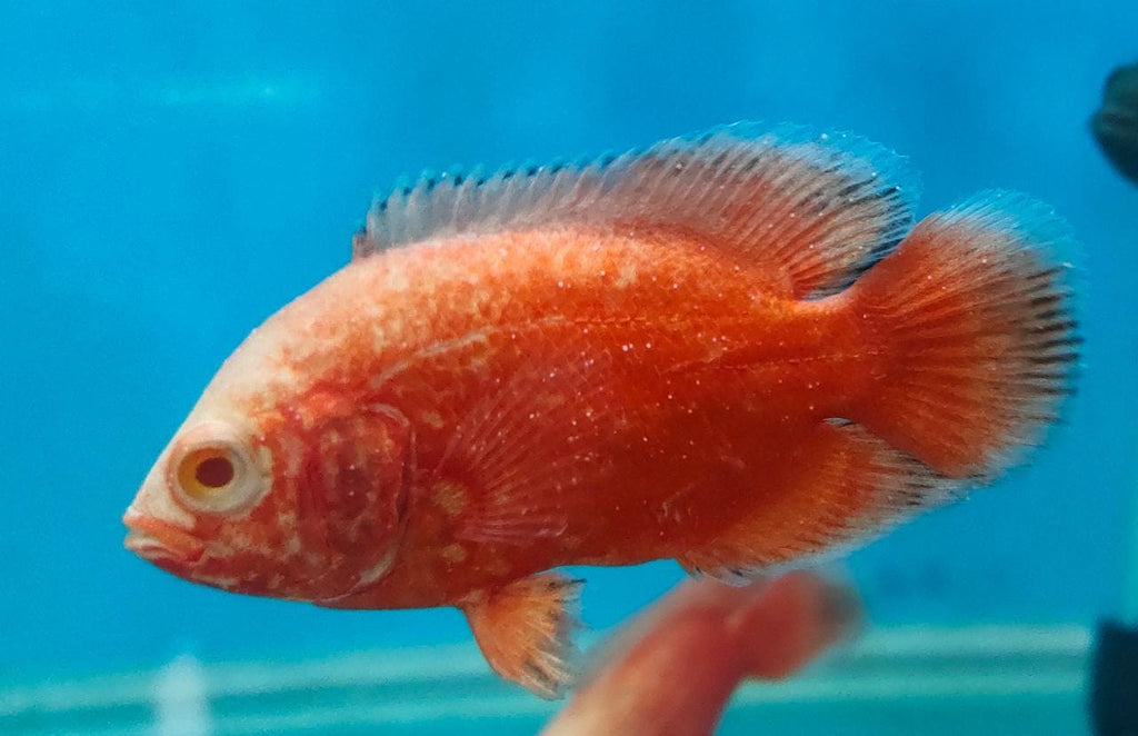 Fire Red Oscar