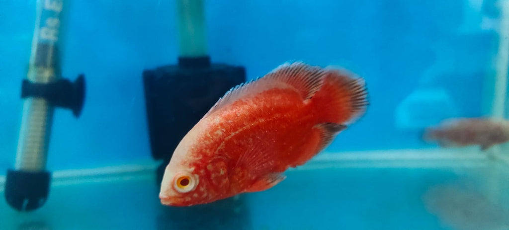 Fire Red Oscar